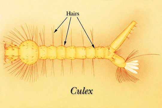 Sivun Culex kuva