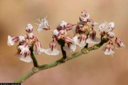 Imagem de Eriogonum rotundifolium Benth.