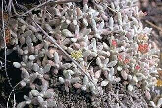 Imagem de Eriogonum shockleyi S. Wats.