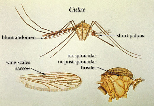Imagem de Culex