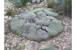 Imagem de Eriogonum shockleyi S. Wats.