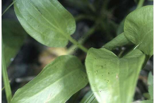 Image of American water plantain