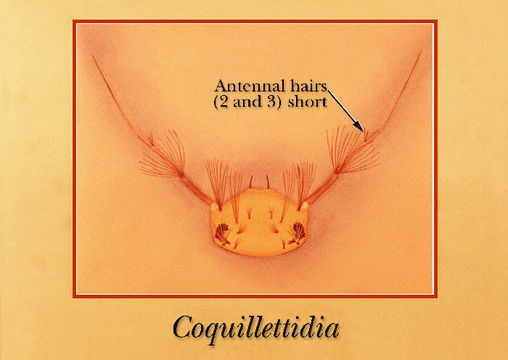 Image of Coquillettidia