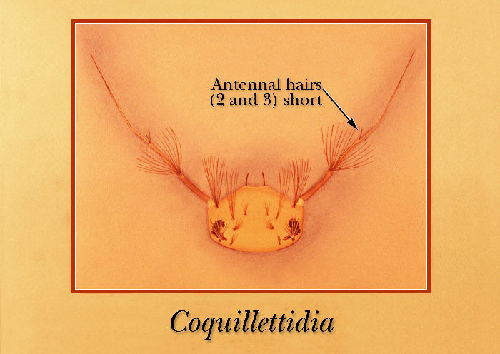 Plancia ëd Coquillettidia