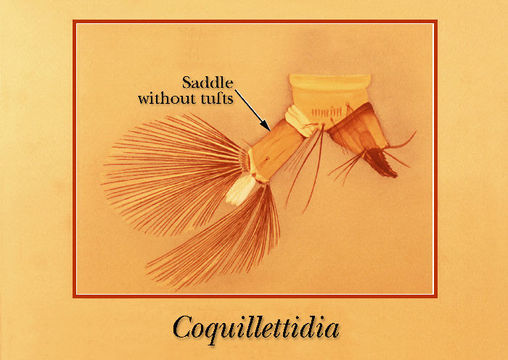 Plancia ëd Coquillettidia