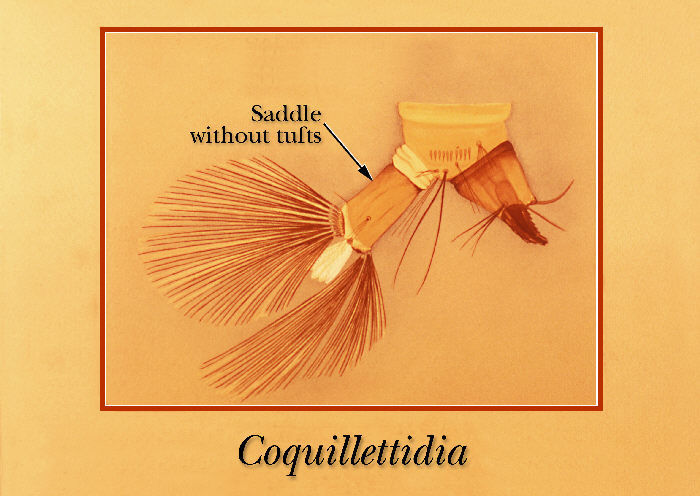 Image of Coquillettidia