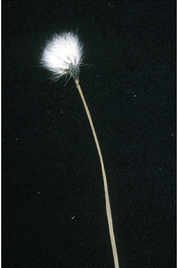 Image of tussock cottongrass