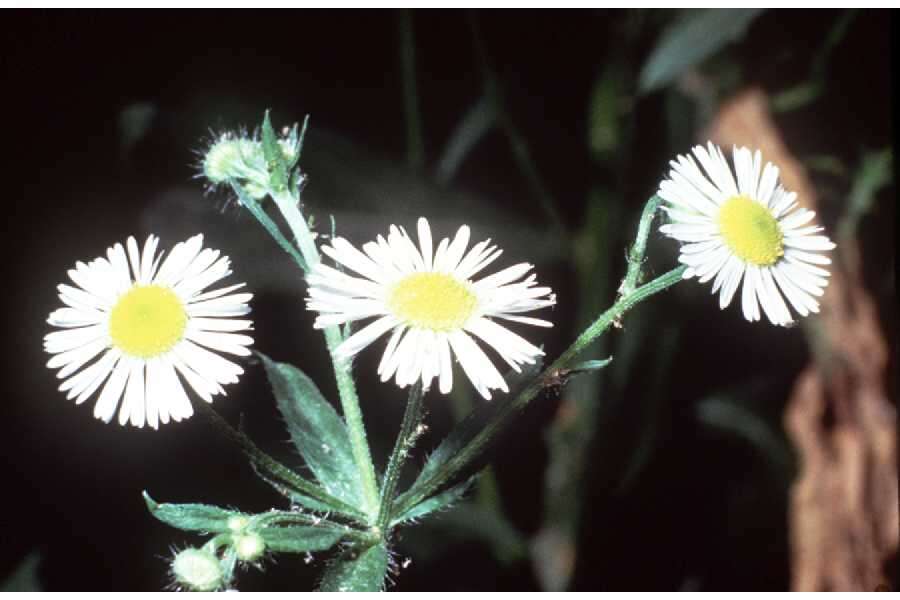 Image of prairie fleabane