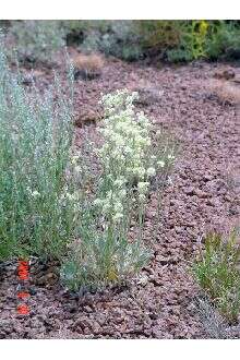 Imagem de Eriogonum strictum Benth.