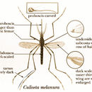 Image de Culiseta melanura (Coquillett 1902)