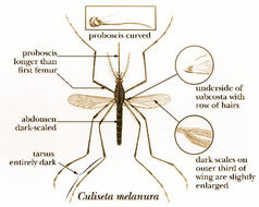 Image of Culiseta melanura (Coquillett 1902)