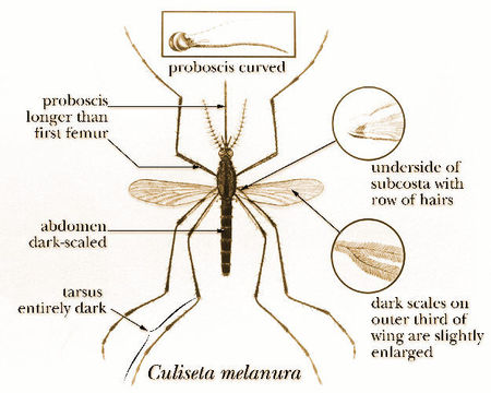 Imagem de Culiseta melanura (Coquillett 1902)