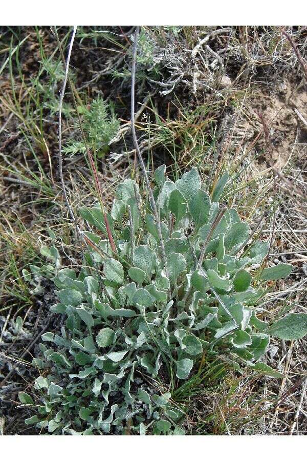 Imagem de Eriogonum strictum Benth.