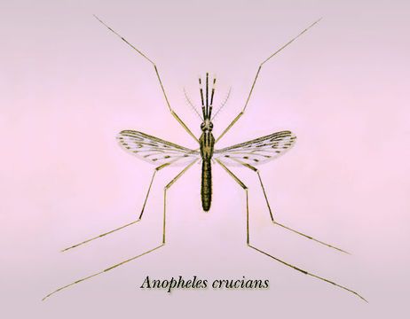 Imagem de Anopheles crucians Wiedemann 1828