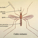 Image of Culex restuans Theobald 1901