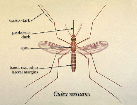 Imagem de Culex restuans Theobald 1901