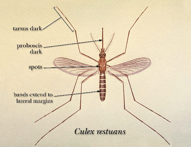 Image of Culex restuans Theobald 1901