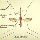 Culex territans Walker 1856的圖片