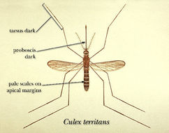 Sivun Culex territans Walker 1856 kuva