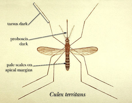 Imagem de Culex territans Walker 1856