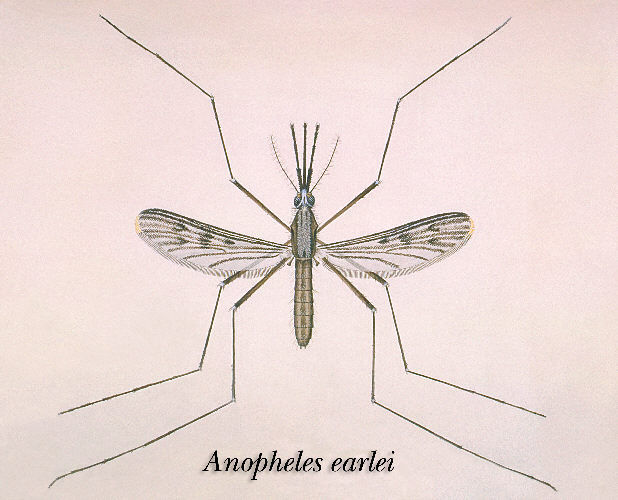 Image of Anopheles earlei Vargas 1943