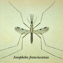 Plancia ëd Anopheles franciscanus McCracken 1904