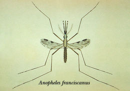 Sivun Anopheles franciscanus McCracken 1904 kuva