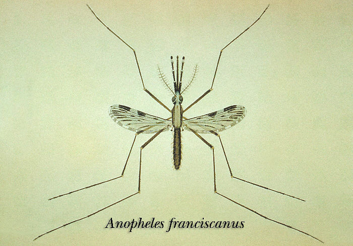 Image of Anopheles franciscanus McCracken 1904