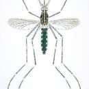 Image de Aedes mediovittatus (Coquillett 1906)