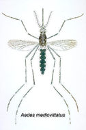 Image of Aedes mediovittatus (Coquillett 1906)