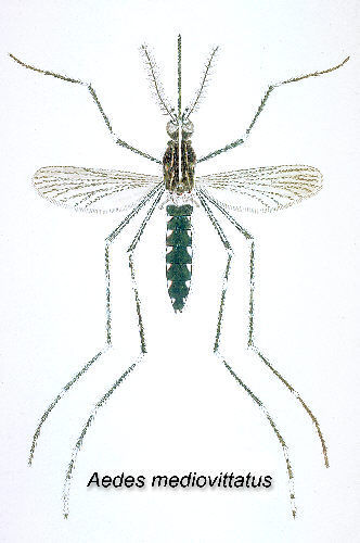 Image of Aedes mediovittatus (Coquillett 1906)