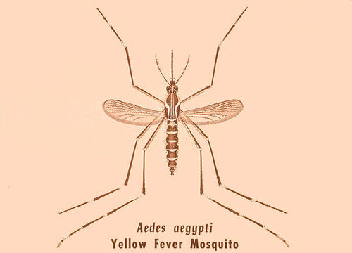 Image de Aedes aegypti (Linnaeus 1762)