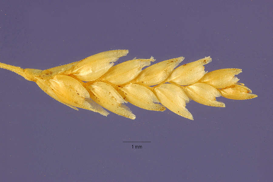 Imagem de Eragrostis tef (Zuccagni) Trotter