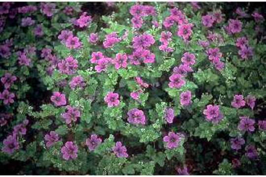 Image of Texas stork's bill