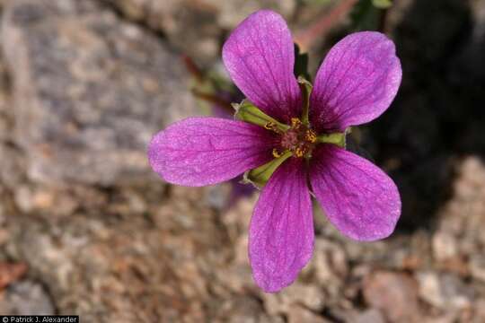 Image of Texas stork's bill