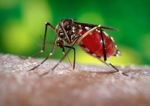 Image of Dengue fever mosquito