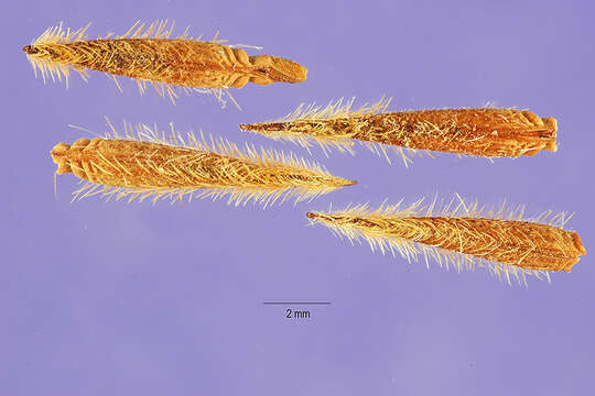 Image of Texas stork's bill