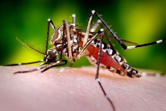 Image of Dengue fever mosquito