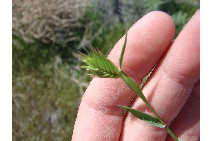 Imagem de Eremopyrum triticeum (Gaertn.) Nevski