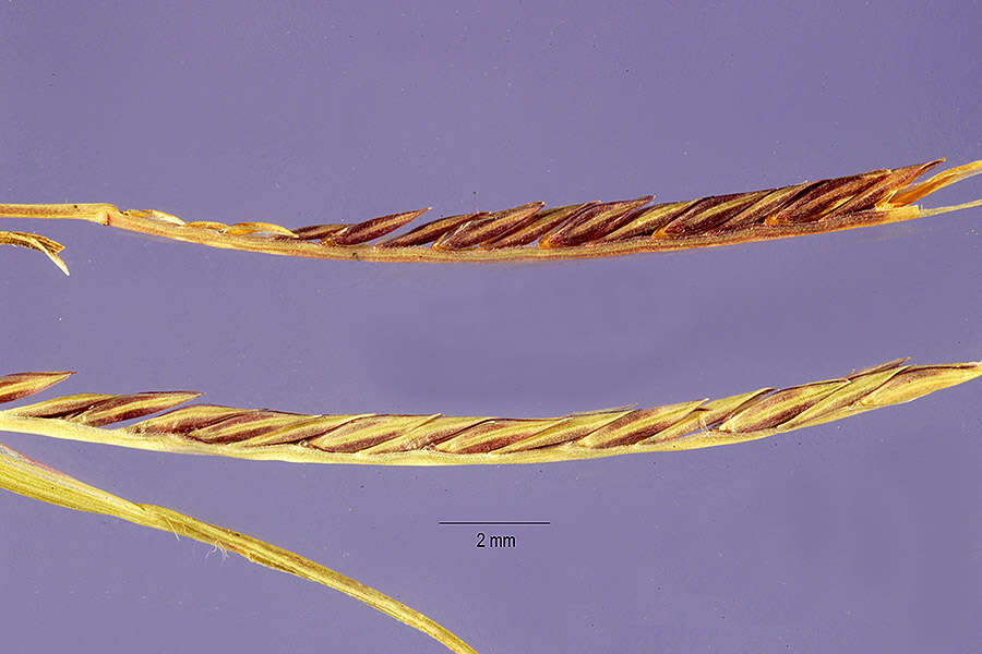 Image of hairysheath lovegrass