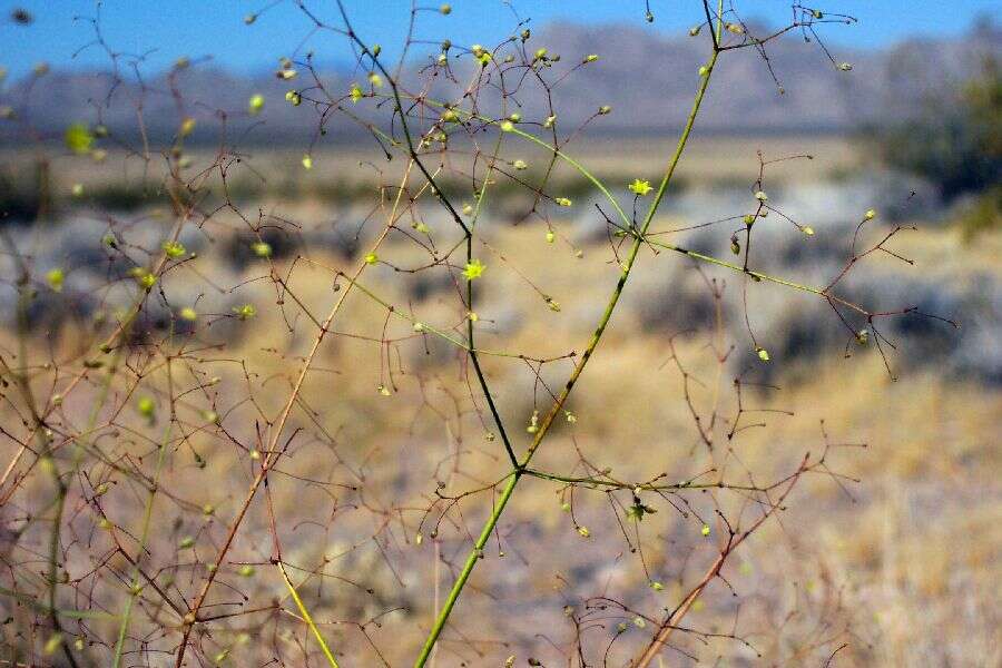 Imagem de Eriogonum trichopes Torr.