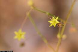 Imagem de Eriogonum trichopes Torr.