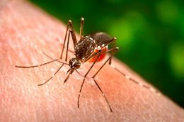 Image of Dengue fever mosquito