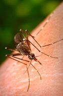 Image of Dengue fever mosquito