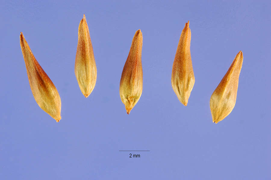 Image of sulphur-flower buckwheat