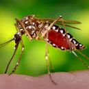 Image of Yellow fever mosquito