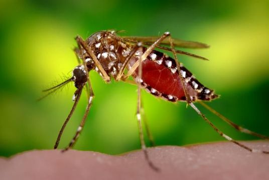 Image of Dengue fever mosquito