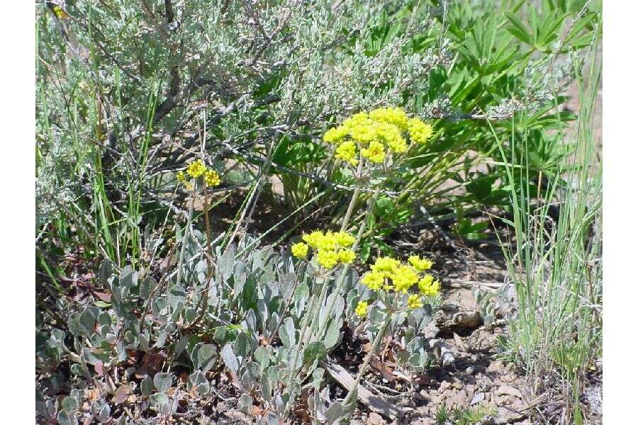 Image of sulphur-flower buckwheat