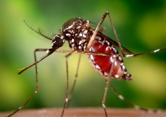 Image of Dengue fever mosquito