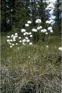 Image of Hare's-tail cottongrass